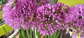 Schnittblumen